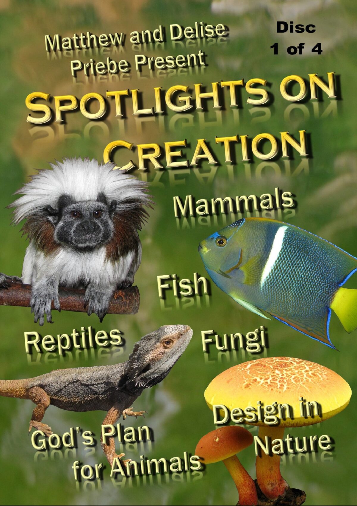 Spotlights on Creation {Part One} Video