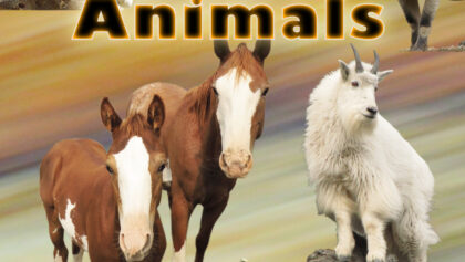 11-God’s Wild Animals original