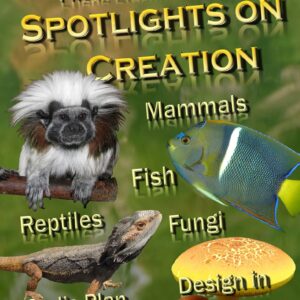 Spotlights 1.1-1.6